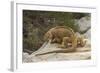 Ecuador, Galapagos National Park. Land Iguana on Boulder-Cathy & Gordon Illg-Framed Photographic Print