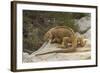 Ecuador, Galapagos National Park. Land Iguana on Boulder-Cathy & Gordon Illg-Framed Photographic Print