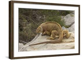 Ecuador, Galapagos National Park. Land Iguana on Boulder-Cathy & Gordon Illg-Framed Photographic Print