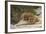 Ecuador, Galapagos National Park. Land Iguana on Boulder-Cathy & Gordon Illg-Framed Photographic Print