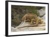 Ecuador, Galapagos National Park. Land Iguana on Boulder-Cathy & Gordon Illg-Framed Photographic Print