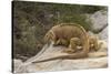 Ecuador, Galapagos National Park. Land Iguana on Boulder-Cathy & Gordon Illg-Stretched Canvas