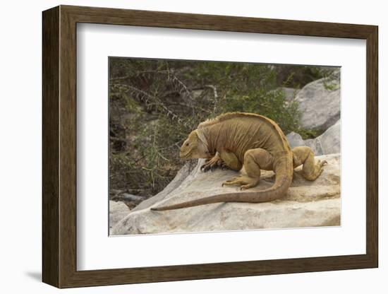 Ecuador, Galapagos National Park. Land Iguana on Boulder-Cathy & Gordon Illg-Framed Photographic Print