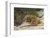 Ecuador, Galapagos National Park. Land Iguana on Boulder-Cathy & Gordon Illg-Framed Photographic Print