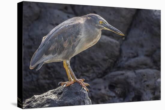 Ecuador, Galapagos National Park. Lava heron on rock.-Jaynes Gallery-Stretched Canvas