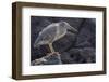 Ecuador, Galapagos National Park. Lava heron on rock.-Jaynes Gallery-Framed Photographic Print