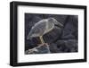 Ecuador, Galapagos National Park. Lava heron on rock.-Jaynes Gallery-Framed Photographic Print