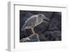 Ecuador, Galapagos National Park. Lava heron on rock.-Jaynes Gallery-Framed Photographic Print