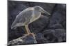 Ecuador, Galapagos National Park. Lava heron on rock.-Jaynes Gallery-Mounted Photographic Print