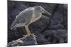 Ecuador, Galapagos National Park. Lava heron on rock.-Jaynes Gallery-Mounted Photographic Print