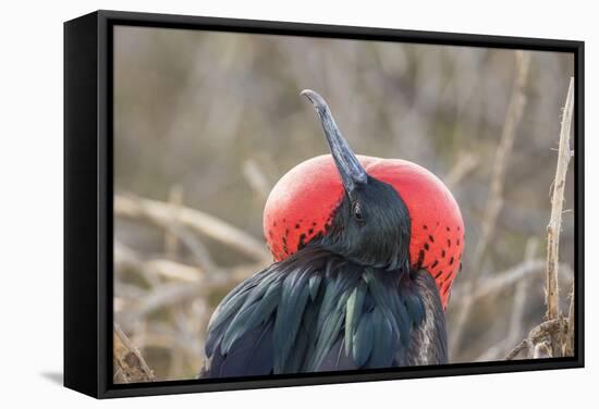 Ecuador, Galapagos National Park. Male Frigatebird displaying throat sac.-Jaynes Gallery-Framed Stretched Canvas