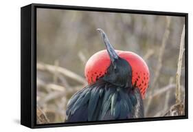 Ecuador, Galapagos National Park. Male Frigatebird displaying throat sac.-Jaynes Gallery-Framed Stretched Canvas