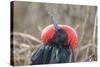 Ecuador, Galapagos National Park. Male Frigatebird displaying throat sac.-Jaynes Gallery-Stretched Canvas