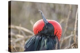 Ecuador, Galapagos National Park. Male Frigatebird displaying throat sac.-Jaynes Gallery-Stretched Canvas