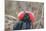 Ecuador, Galapagos National Park. Male Frigatebird displaying throat sac.-Jaynes Gallery-Mounted Photographic Print