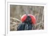 Ecuador, Galapagos National Park. Male Frigatebird displaying throat sac.-Jaynes Gallery-Framed Photographic Print