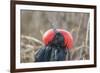 Ecuador, Galapagos National Park. Male Frigatebird displaying throat sac.-Jaynes Gallery-Framed Photographic Print