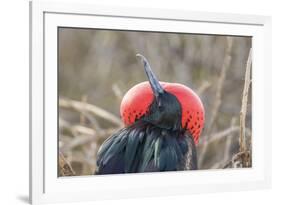 Ecuador, Galapagos National Park. Male Frigatebird displaying throat sac.-Jaynes Gallery-Framed Premium Photographic Print