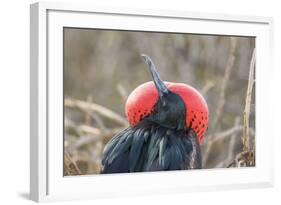 Ecuador, Galapagos National Park. Male Frigatebird displaying throat sac.-Jaynes Gallery-Framed Photographic Print