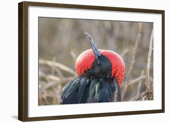 Ecuador, Galapagos National Park. Male Frigatebird displaying throat sac.-Jaynes Gallery-Framed Photographic Print