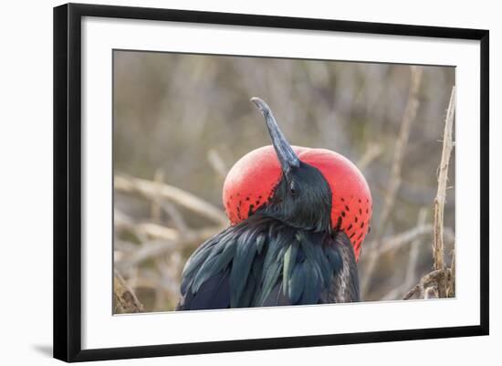 Ecuador, Galapagos National Park. Male Frigatebird displaying throat sac.-Jaynes Gallery-Framed Photographic Print