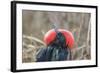 Ecuador, Galapagos National Park. Male Frigatebird displaying throat sac.-Jaynes Gallery-Framed Photographic Print