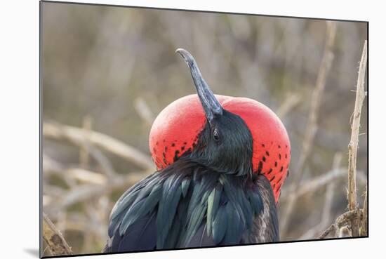 Ecuador, Galapagos National Park. Male Frigatebird displaying throat sac.-Jaynes Gallery-Mounted Photographic Print