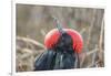 Ecuador, Galapagos National Park. Male Frigatebird displaying throat sac.-Jaynes Gallery-Framed Photographic Print