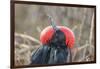 Ecuador, Galapagos National Park. Male Frigatebird displaying throat sac.-Jaynes Gallery-Framed Photographic Print