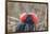 Ecuador, Galapagos National Park. Male Frigatebird displaying throat sac.-Jaynes Gallery-Framed Photographic Print