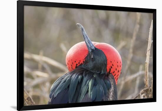 Ecuador, Galapagos National Park. Male Frigatebird displaying throat sac.-Jaynes Gallery-Framed Photographic Print