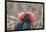 Ecuador, Galapagos National Park. Male Frigatebird displaying throat sac.-Jaynes Gallery-Framed Photographic Print