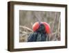 Ecuador, Galapagos National Park. Male Frigatebird displaying throat sac.-Jaynes Gallery-Framed Photographic Print