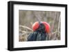 Ecuador, Galapagos National Park. Male Frigatebird displaying throat sac.-Jaynes Gallery-Framed Photographic Print