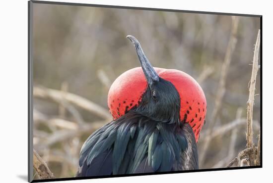 Ecuador, Galapagos National Park. Male Frigatebird displaying throat sac.-Jaynes Gallery-Mounted Photographic Print