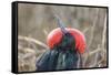 Ecuador, Galapagos National Park. Male Frigatebird displaying throat sac.-Jaynes Gallery-Framed Stretched Canvas