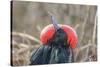 Ecuador, Galapagos National Park. Male Frigatebird displaying throat sac.-Jaynes Gallery-Stretched Canvas