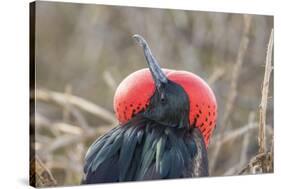 Ecuador, Galapagos National Park. Male Frigatebird displaying throat sac.-Jaynes Gallery-Stretched Canvas