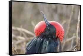 Ecuador, Galapagos National Park. Male Frigatebird displaying throat sac.-Jaynes Gallery-Framed Stretched Canvas