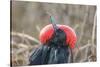 Ecuador, Galapagos National Park. Male Frigatebird displaying throat sac.-Jaynes Gallery-Stretched Canvas