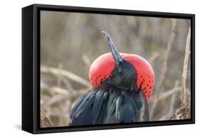 Ecuador, Galapagos National Park. Male Frigatebird displaying throat sac.-Jaynes Gallery-Framed Stretched Canvas