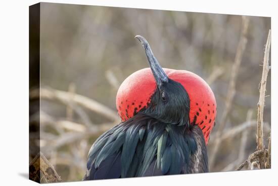 Ecuador, Galapagos National Park. Male Frigatebird displaying throat sac.-Jaynes Gallery-Stretched Canvas