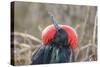 Ecuador, Galapagos National Park. Male Frigatebird displaying throat sac.-Jaynes Gallery-Stretched Canvas