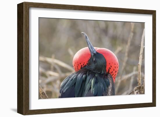 Ecuador, Galapagos National Park. Male Frigatebird displaying throat sac.-Jaynes Gallery-Framed Photographic Print