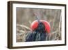 Ecuador, Galapagos National Park. Male Frigatebird displaying throat sac.-Jaynes Gallery-Framed Photographic Print