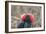 Ecuador, Galapagos National Park. Male Frigatebird displaying throat sac.-Jaynes Gallery-Framed Photographic Print