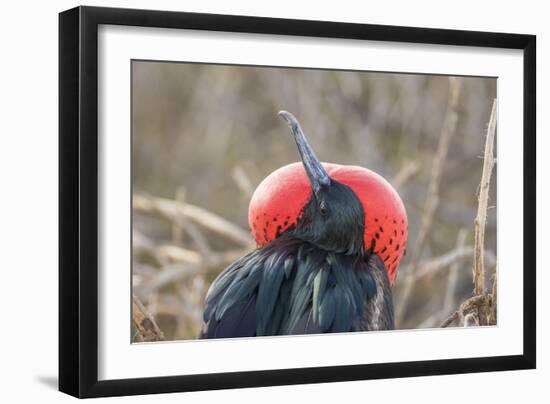 Ecuador, Galapagos National Park. Male Frigatebird displaying throat sac.-Jaynes Gallery-Framed Photographic Print