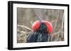 Ecuador, Galapagos National Park. Male Frigatebird displaying throat sac.-Jaynes Gallery-Framed Photographic Print