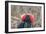 Ecuador, Galapagos National Park. Male Frigatebird displaying throat sac.-Jaynes Gallery-Framed Photographic Print