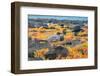 Ecuador, Galapagos National Park, Mosquera Island. Lava gull amid portulaca plants.-Jaynes Gallery-Framed Photographic Print